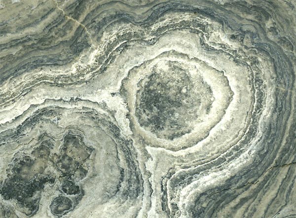 Stromatolith aus Deutschland, Th�ster Berg
