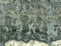 Stromatolithen aus Deutschland (Th�ster Berg)