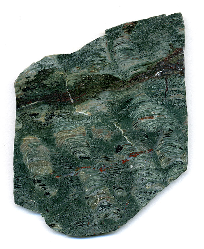 Stromatolithen aus Amerika
