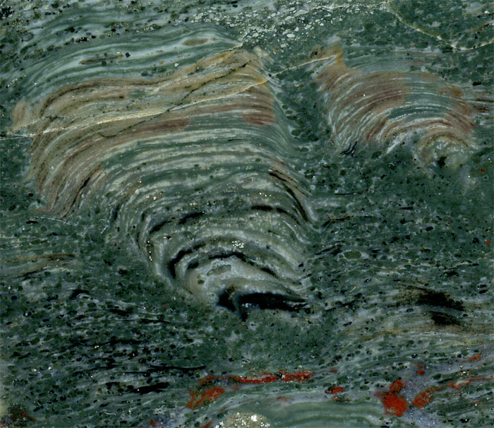Stromatolithen aus Amerika