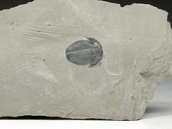 Trilobit, Elrathia kingii