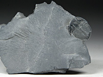 Trilobit aus Amerika: Elrathia kingii