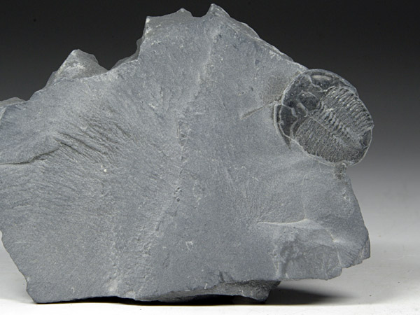 Trilobit, Elrathia kingii