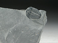 Trilobit aus Amerika: Elrathia kingii