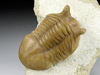 Trilobit aus Russland