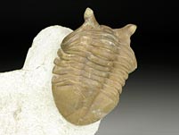 Trilobit aus Russland