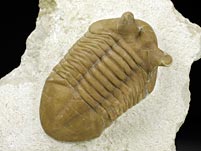 Trilobit aus Russland
