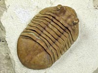 Trilobit aus Russland