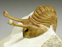 Trilobit aus Russland