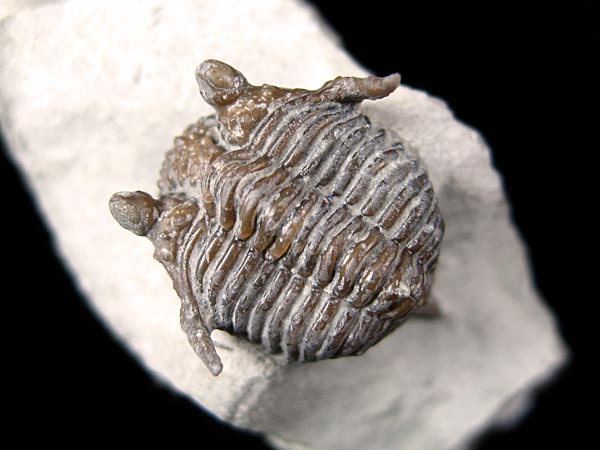 Trilobit aus Gotland