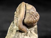 Trilobit aus Gotland, Schweden