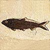 Fossilien - Fische