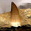 Fossilien - Saurier