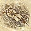 Fossilien aus der Kreide des Libanon