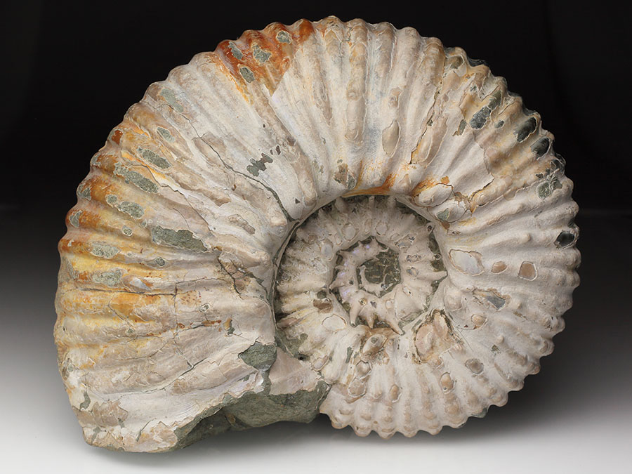 Douvilleiceras
mammillatum