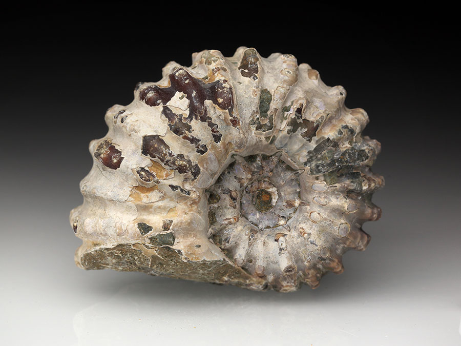 Douvilleiceras
mammillatum