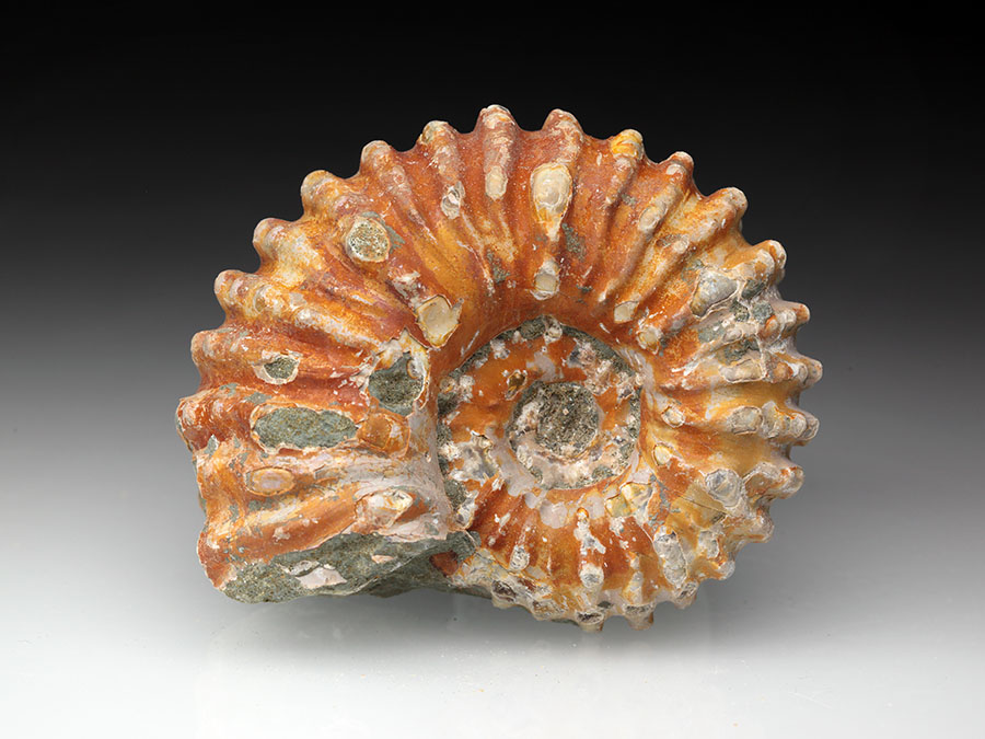 Douvilleiceras
mammillatum