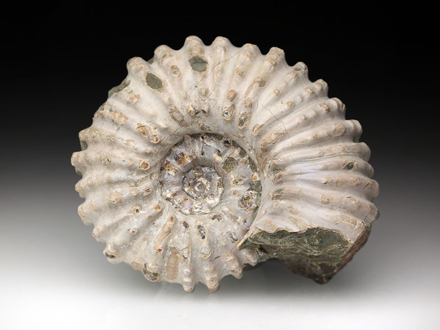 Douvilleiceras
mammillatum