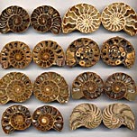 Ammoniten-Prchen aus Madagaskar