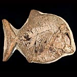 diverse Fische von verschiedenen Fundstellen