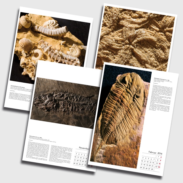 Fossilienkalender 2014