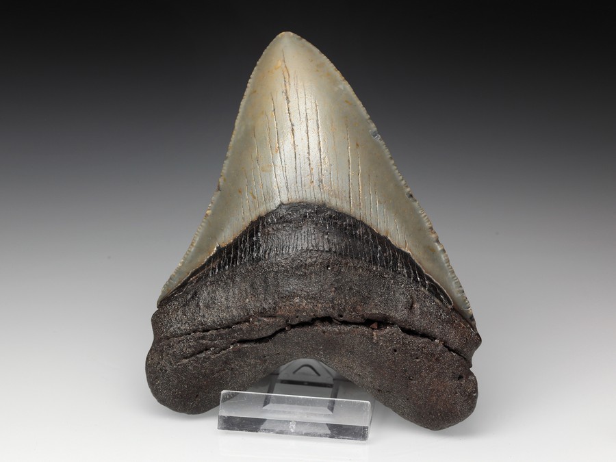 Megalodon-Zahn mit
Serration