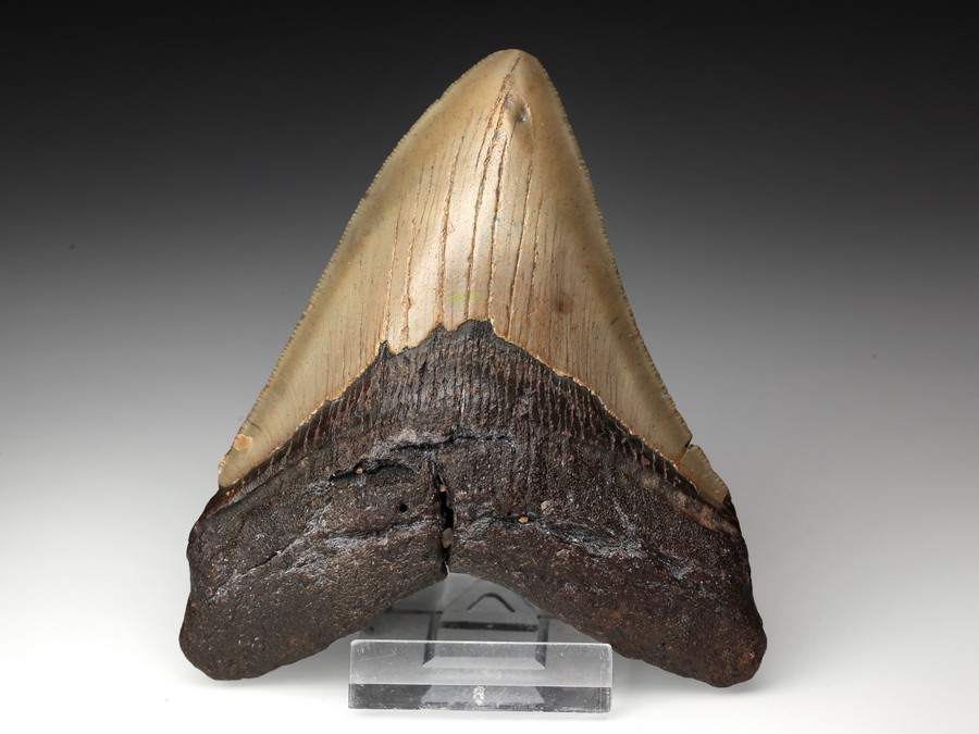 Megalodon-Zahn mit Serration
