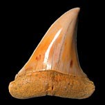Haifischzahn: Isurus hastalis (Mako-Hai)