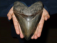 Haizhne vom grten Hai der Erdzeit: Carcharocles megalodon
