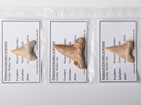 3er-Set von Palaeocarcharodon