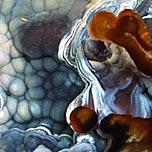 Chalcedonkorallen aus Florida