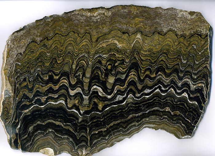 Stromatolithen aus
Bolivien