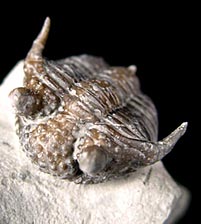 Trilobiten aus Gotland