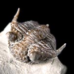 Trilobiten aus Gotland / Schweden