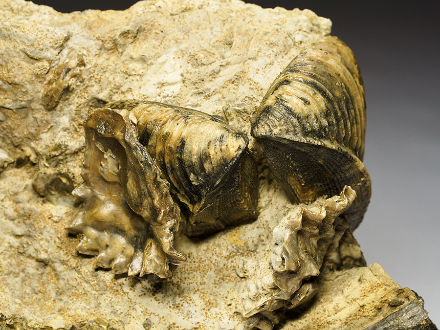 Ammoniten aus Sengenthal