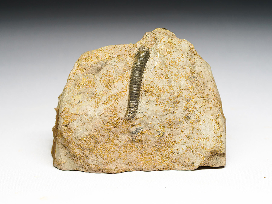Spiroceras aus Sengenthal