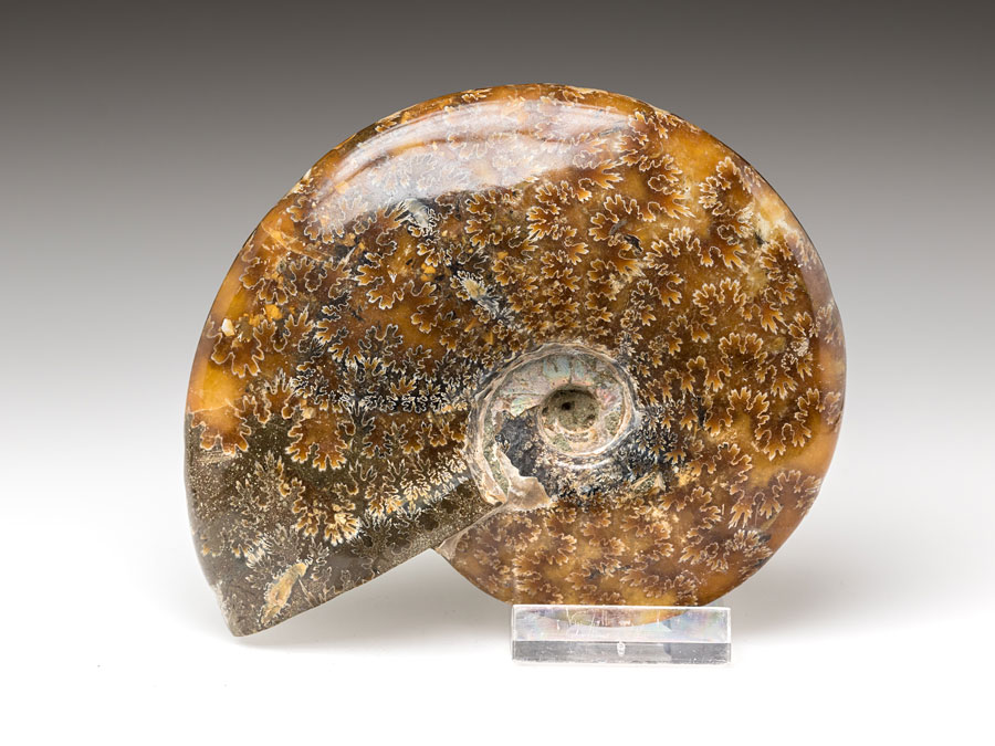 geschliffene Ammoniten aus Madagaskar zum Kaufen