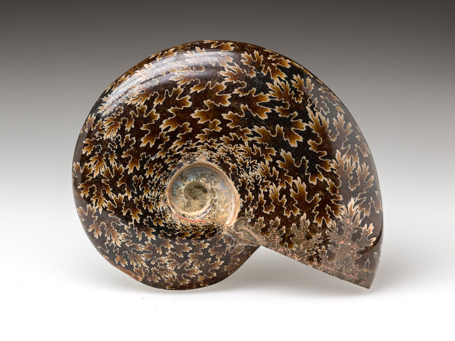 geschliffene Ammoniten aus Madagaskar zum Kaufen