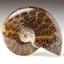 geschliffene Ammoniten