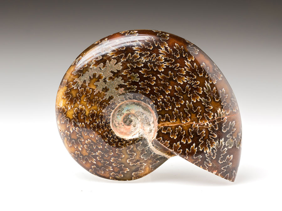 geschliffene Ammoniten aus Madagaskar zum Kaufen