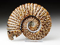 Ammonitenskulptur aus Madagaskar