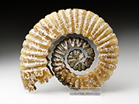 Ammonitenskulptur aus Madagaskar