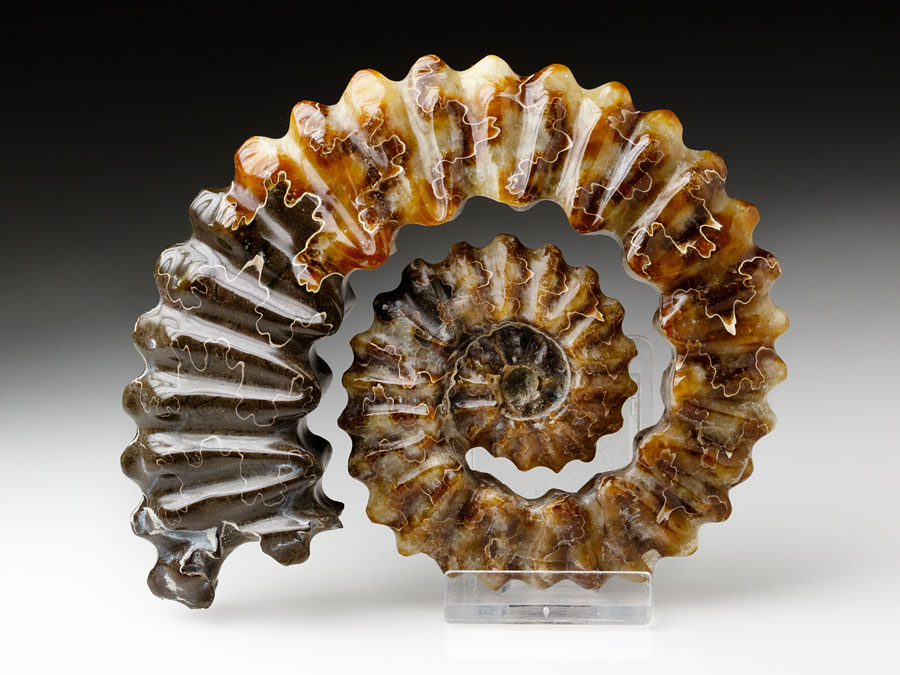 Ammonitenskulptur