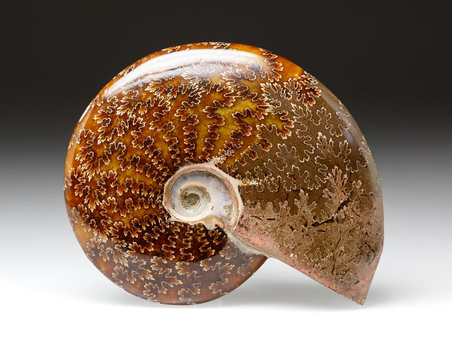 geschiffener Ammonit -  Cleoniceras besairiei