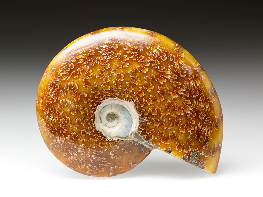 geschiffener Ammonit -  Cleoniceras besairiei