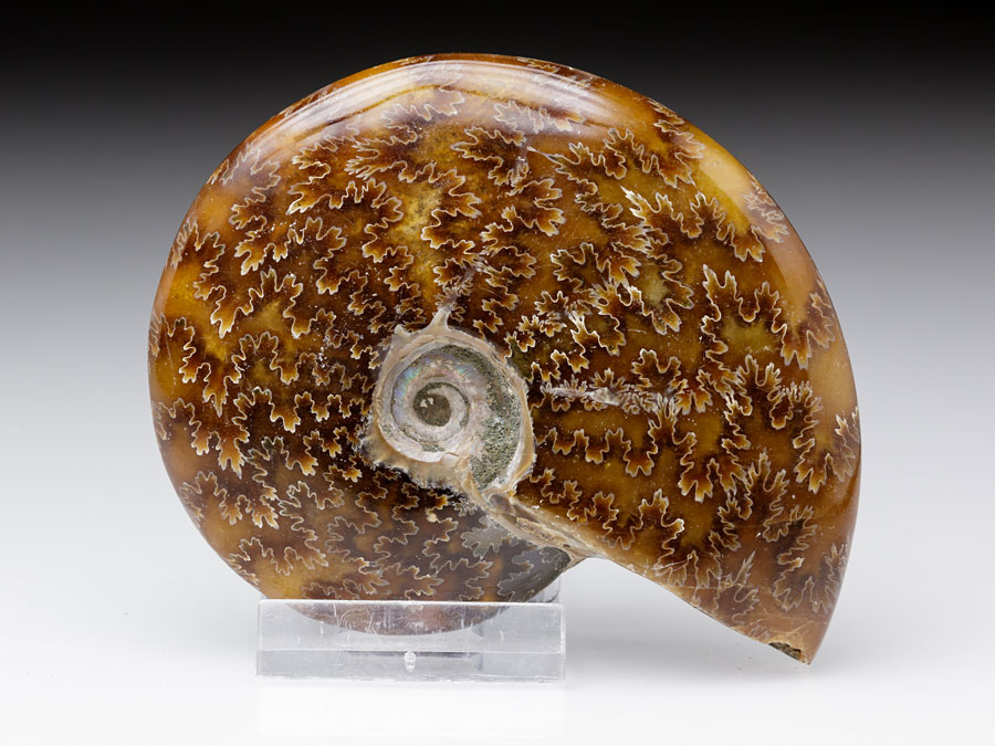 Ammonitenpaar aus Madagaskar