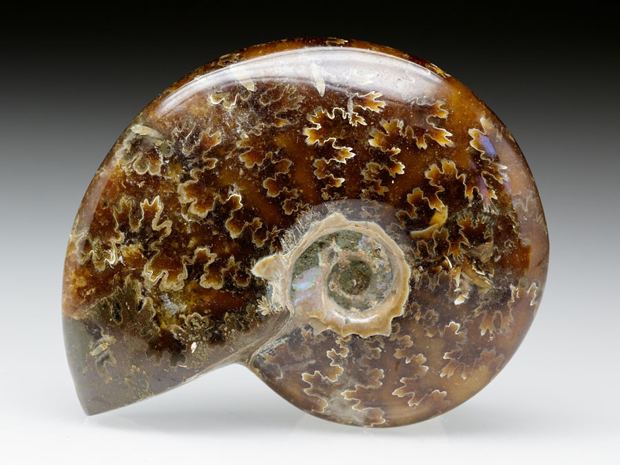 Ammonitenpaar aus Madagaskar