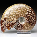 geschliffene Ammoniten