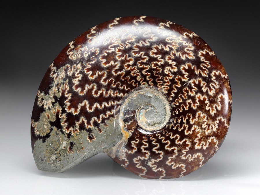 Ammonitenpaar aus Madagaskar