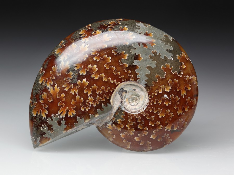 Ammonitenpaar aus Madagaskar